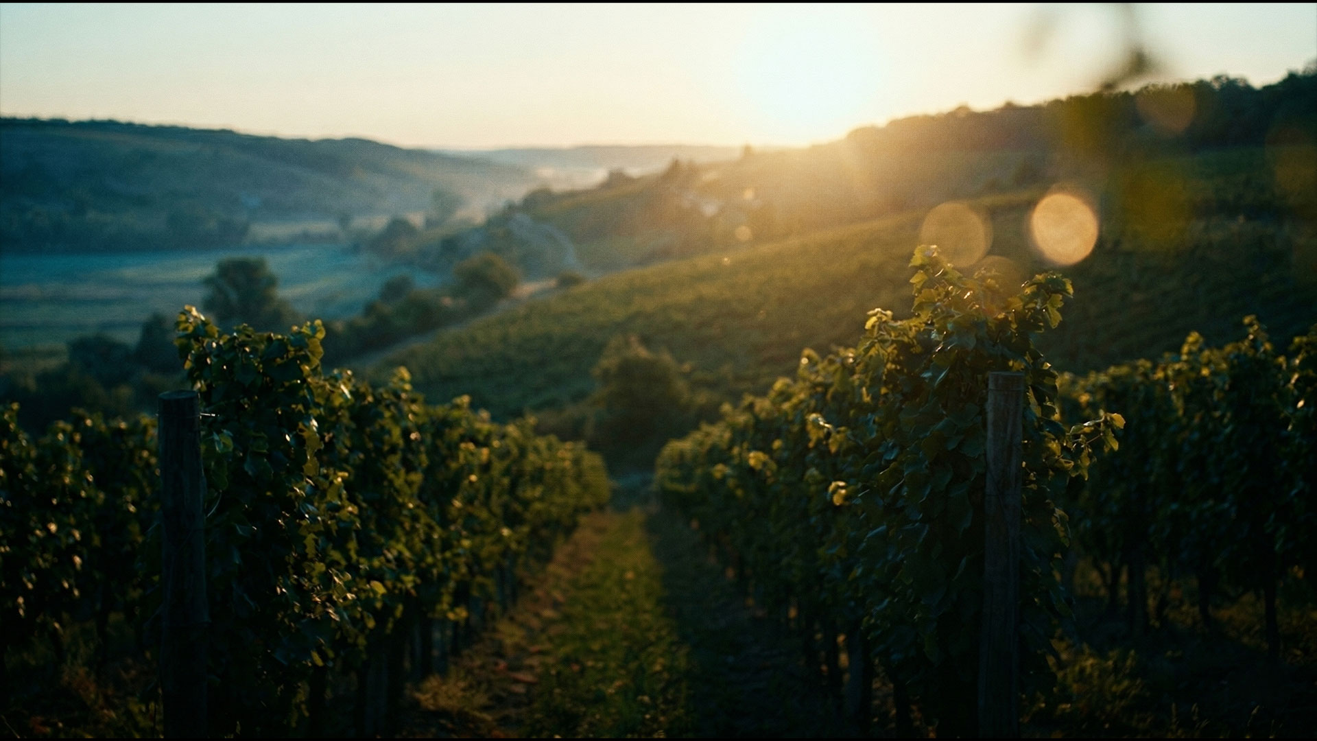 Weine aus der Ukraine